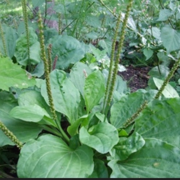 FRESH PICKED to ORDER~ Broadleaf Plantain Leaves~ Wild & Clean! Medicinal Herb - Picture 3 of 3
